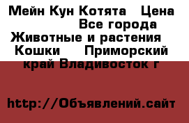 Мейн Кун Котята › Цена ­ 15 000 - Все города Животные и растения » Кошки   . Приморский край,Владивосток г.